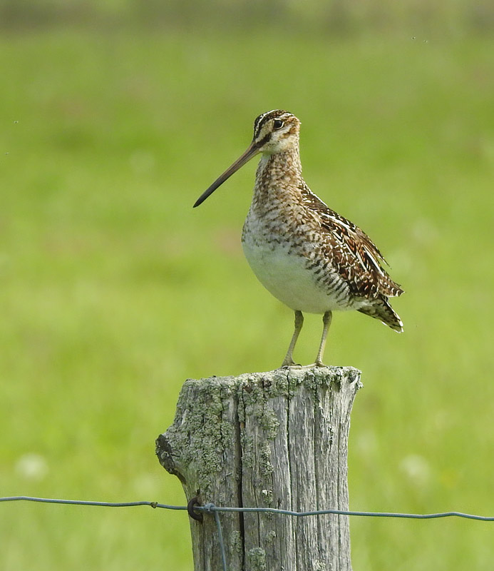 Wilson's Snipe