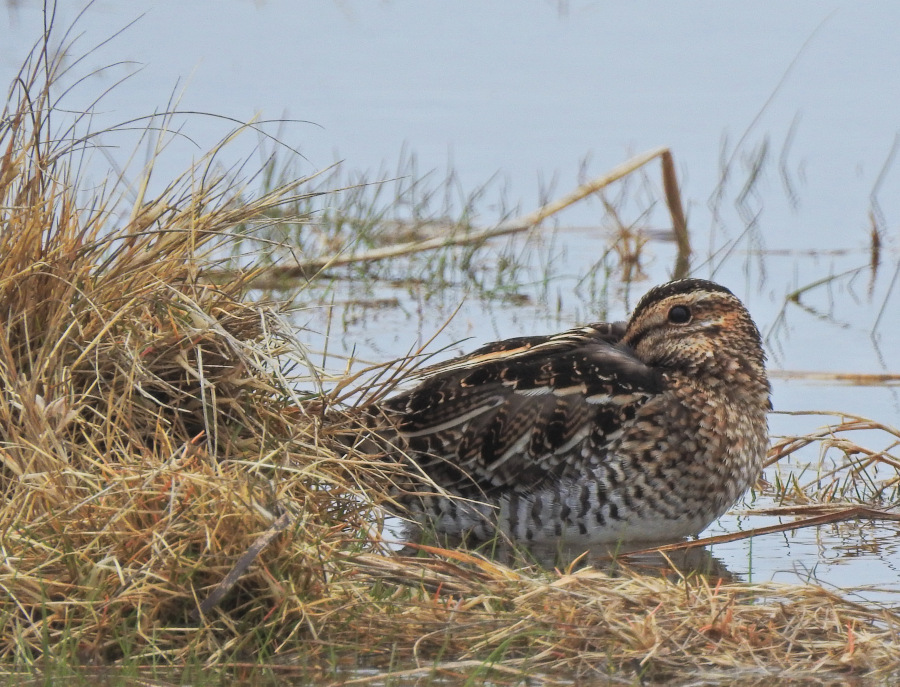 Wilson's Snipe