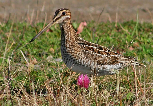 Wilson's Snipe