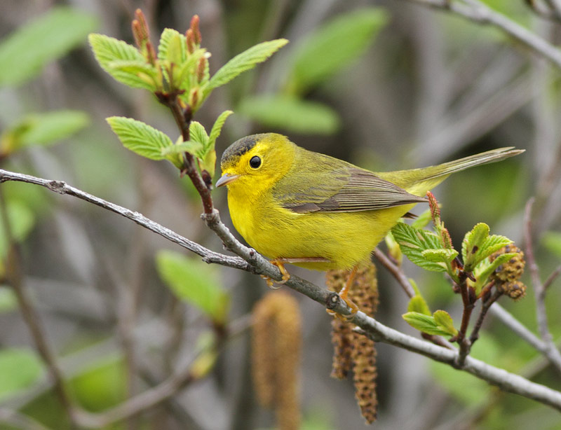 Wilson's Warbler