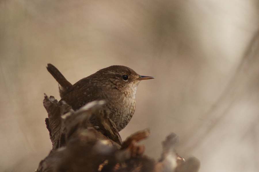 Winter Wren