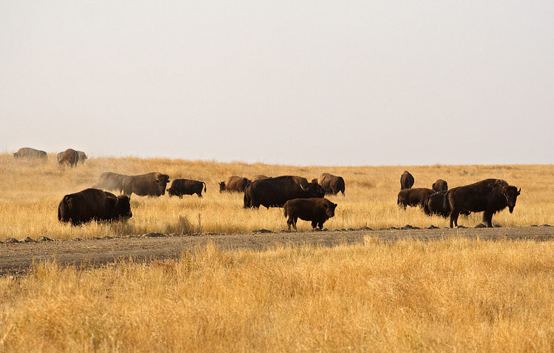 Wood Bison