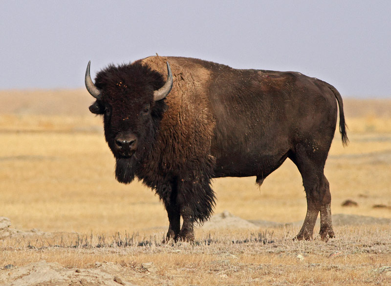 Wood Bison
