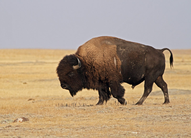 Wood Bison
