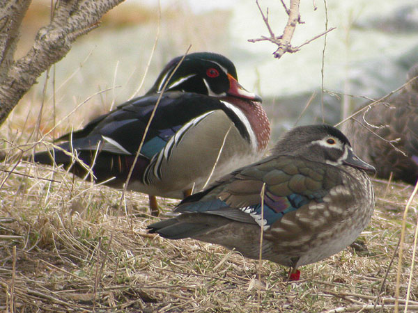 Wood Duck