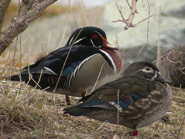 Wood Duck