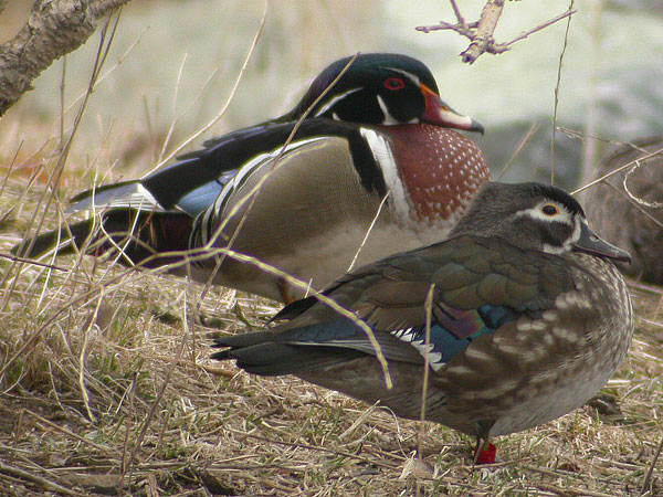 Wood Duck