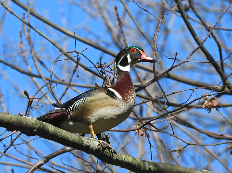 Wood Duck