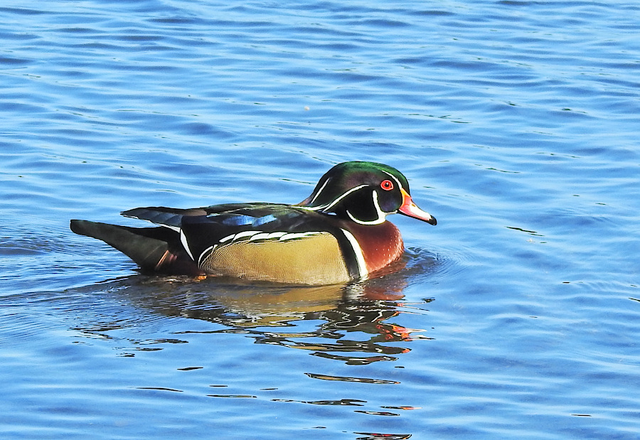 Wood Duck
