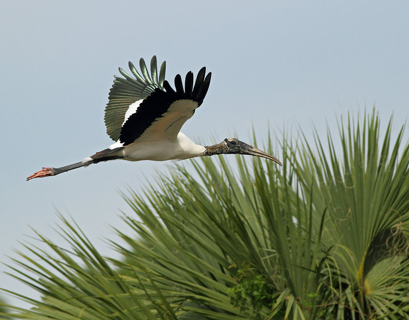 Wood Stork
