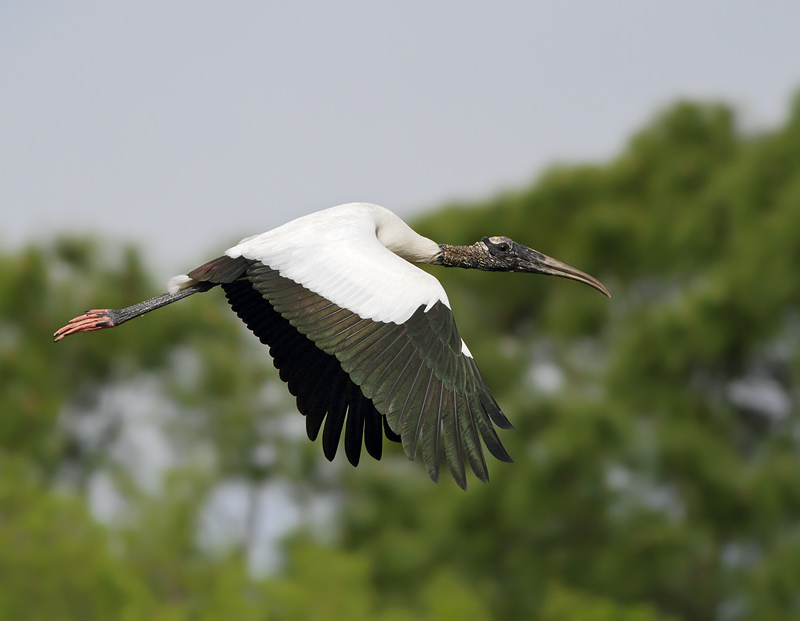 Wood Stork