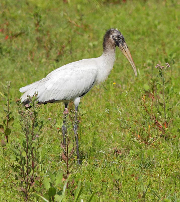 Wood Stork