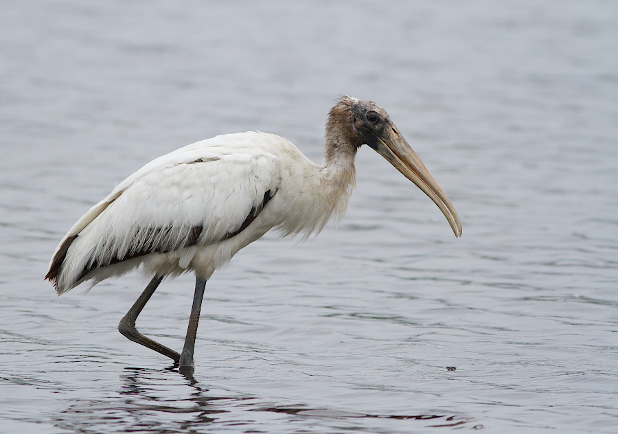 Wood Stork