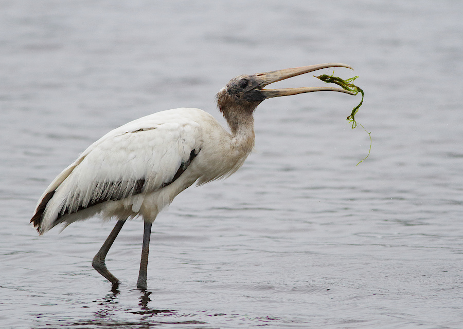 Wood Stork