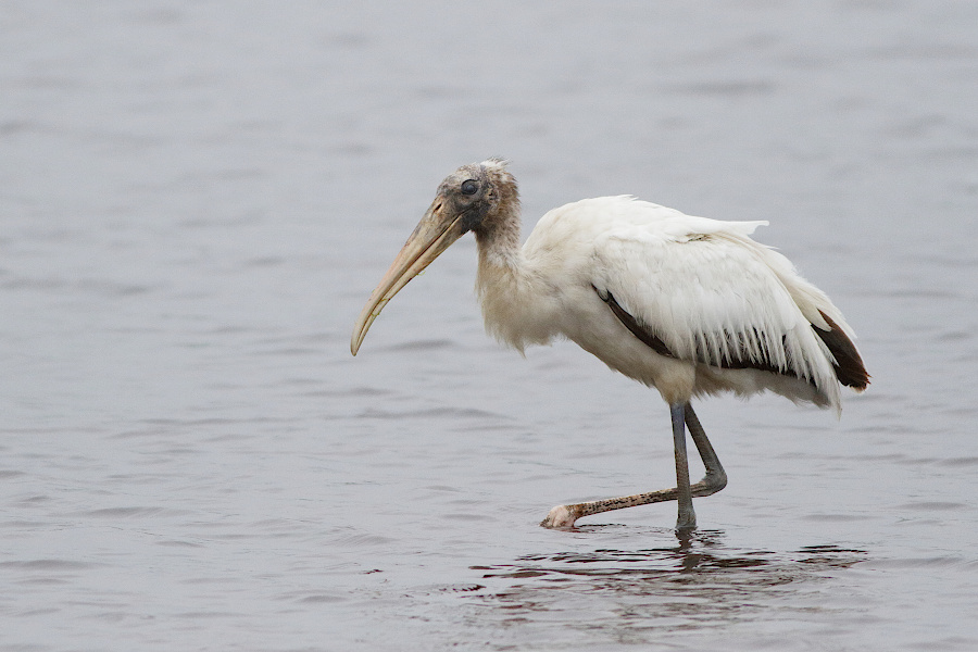 Wood Stork