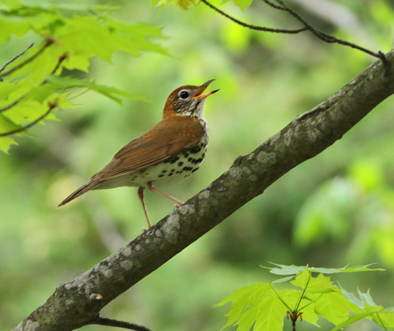 Wood Thrush