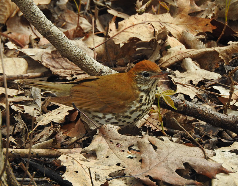 Wood Thrush