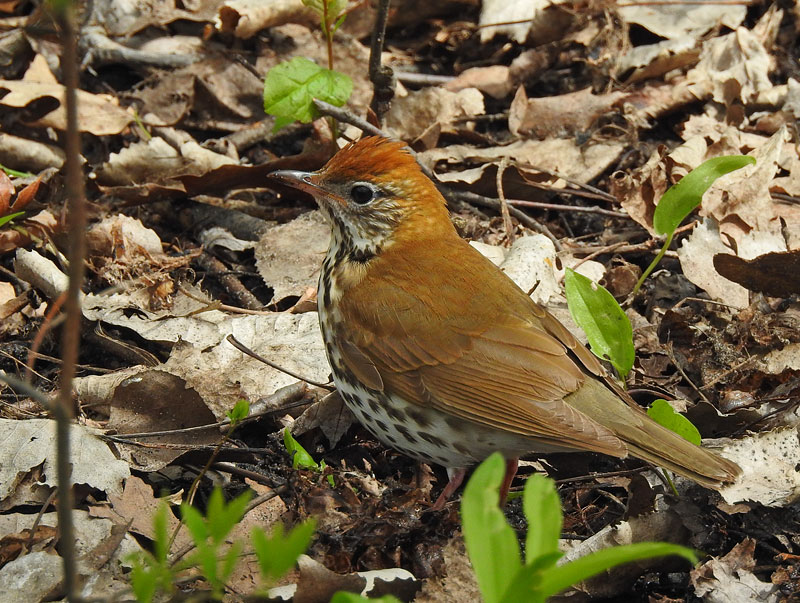 Wood Thrush