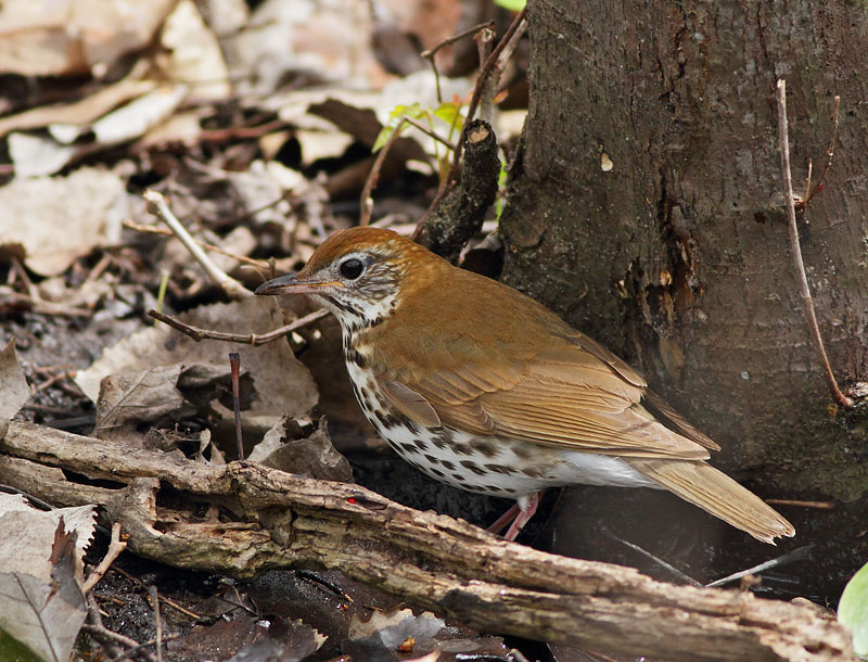 Wood Thrush