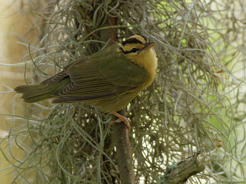 Worm-eating Warbler