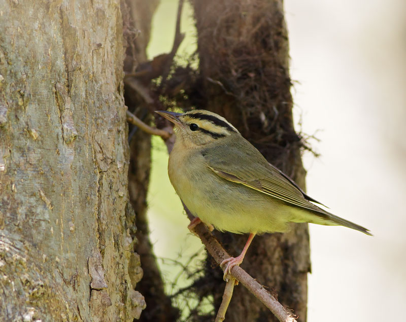 Worm-eating Warbler