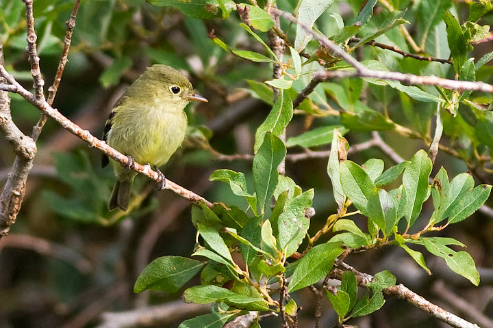 Yellow-bellied Flycatcher