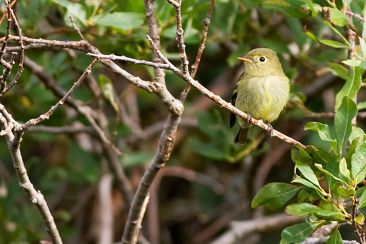 Yellow-bellied Flycatcher