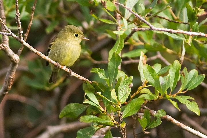 Yellow-bellied Flycatcher