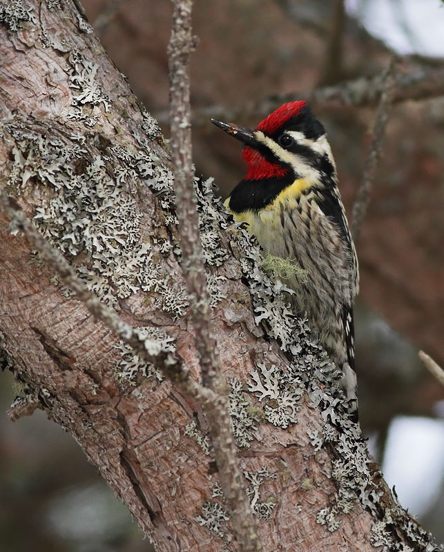 Yellow-bellied Sapsucker