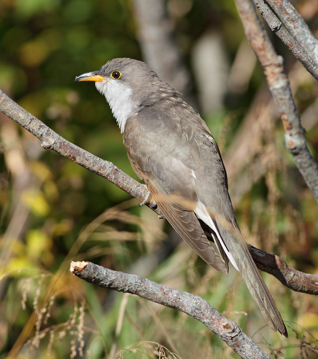 Yellow-billed Cuckoo
