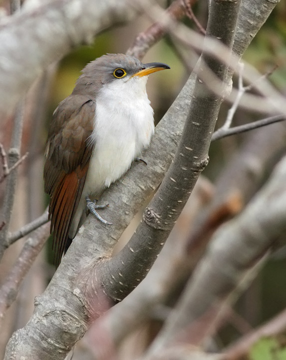Yellow-billed Cuckoo