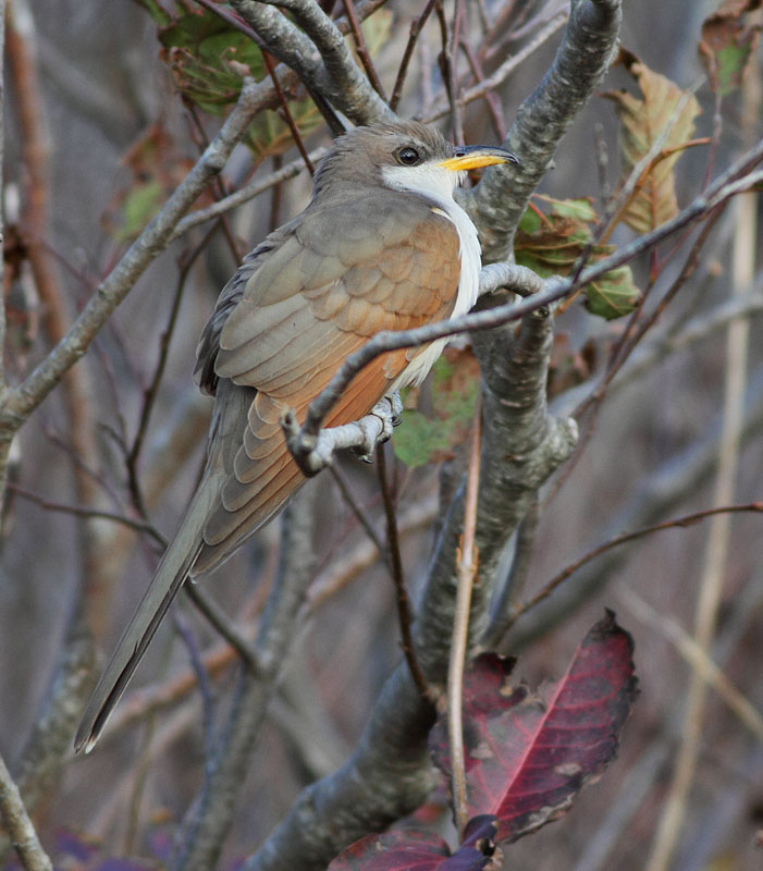 Yellow-billed Cuckoo