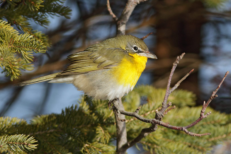 Yellow-breasted Chat