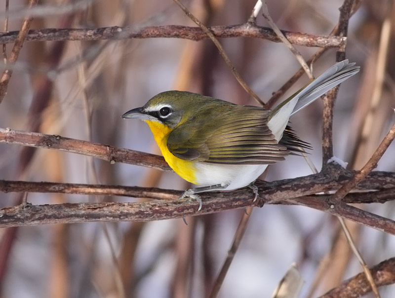 Yellow-breasted Chat