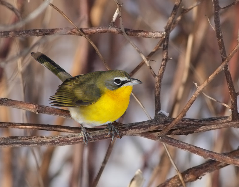 Yellow-breasted Chat