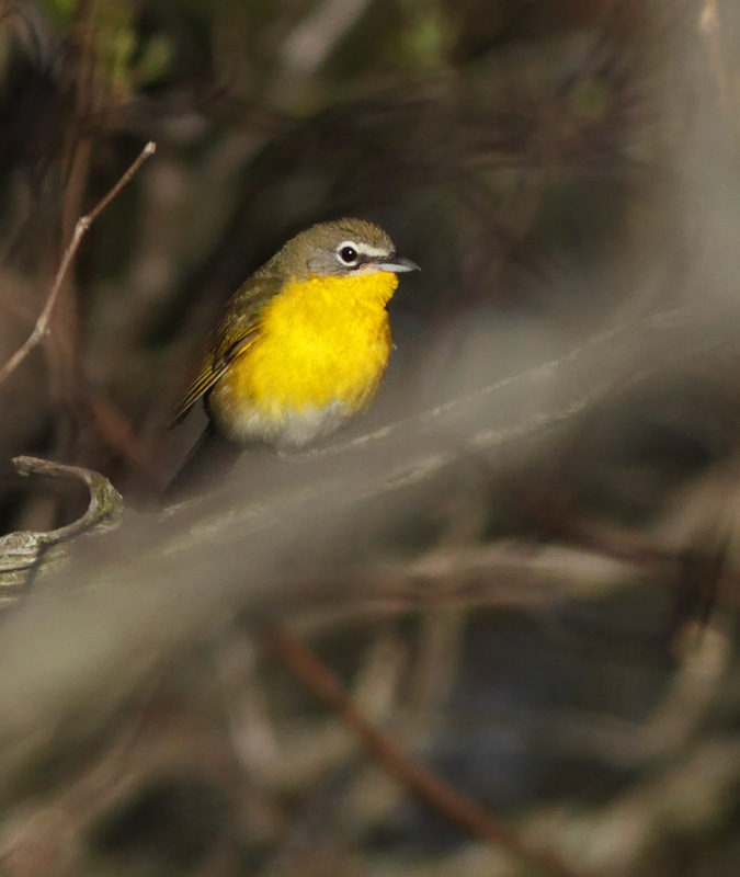 Yellow-breasted Chat