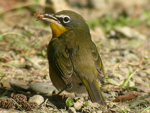 Yellow-breasted Chat
