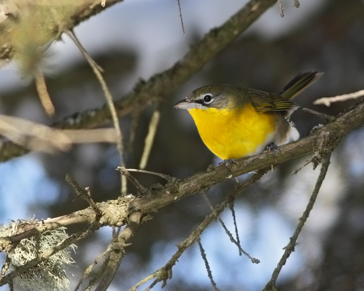 Yellow-breasted Chat