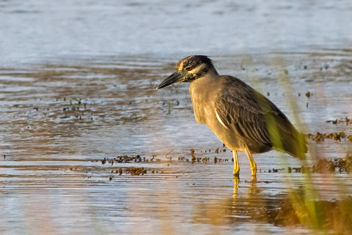 Yellow-crowned Night-Heron