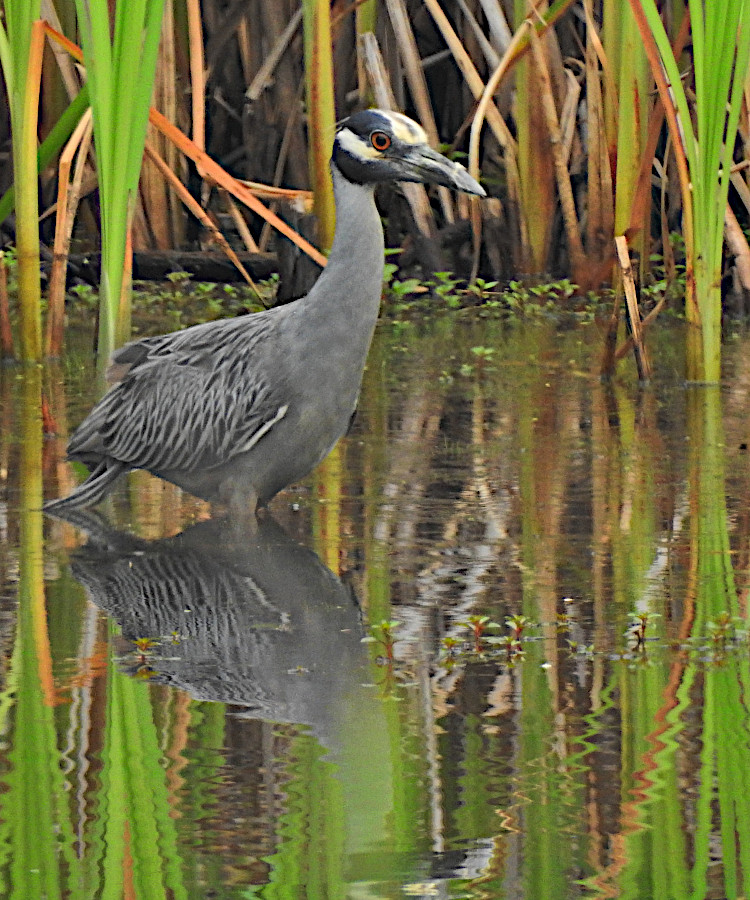 Yellow-crowned Night-Heron