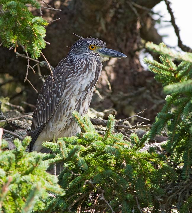 Yellow-crowned Night-Heron