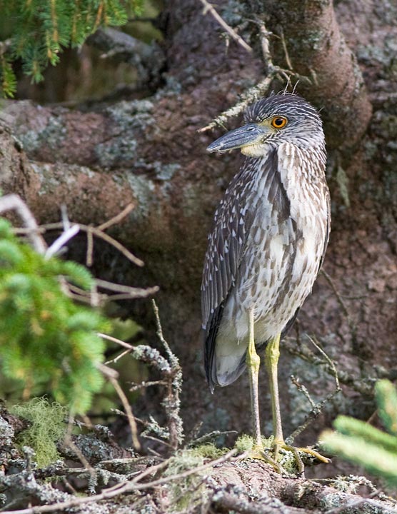Yellow-crowned Night-Heron