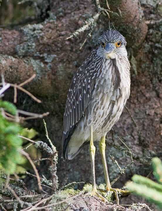 Yellow-crowned Night-Heron