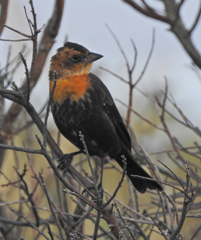 Yellow-headed Blackbird