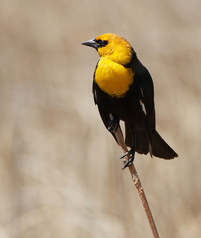Yellow-headed Blackbird