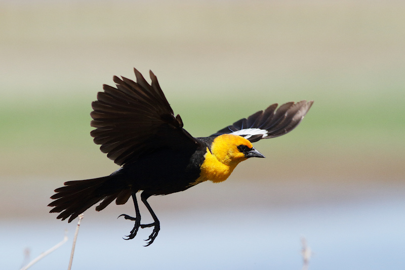 Yellow-headed Blackbird