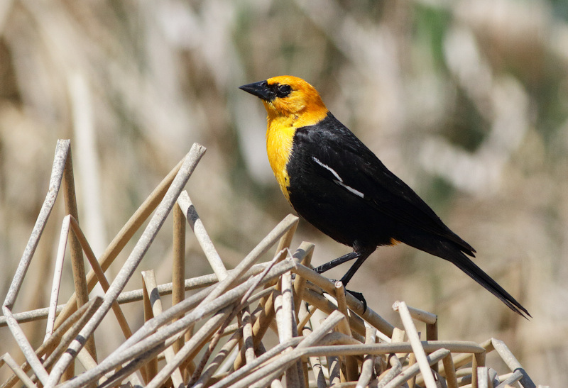 Yellow-headed Blackbird