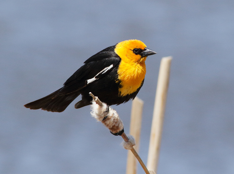 Yellow-headed Blackbird