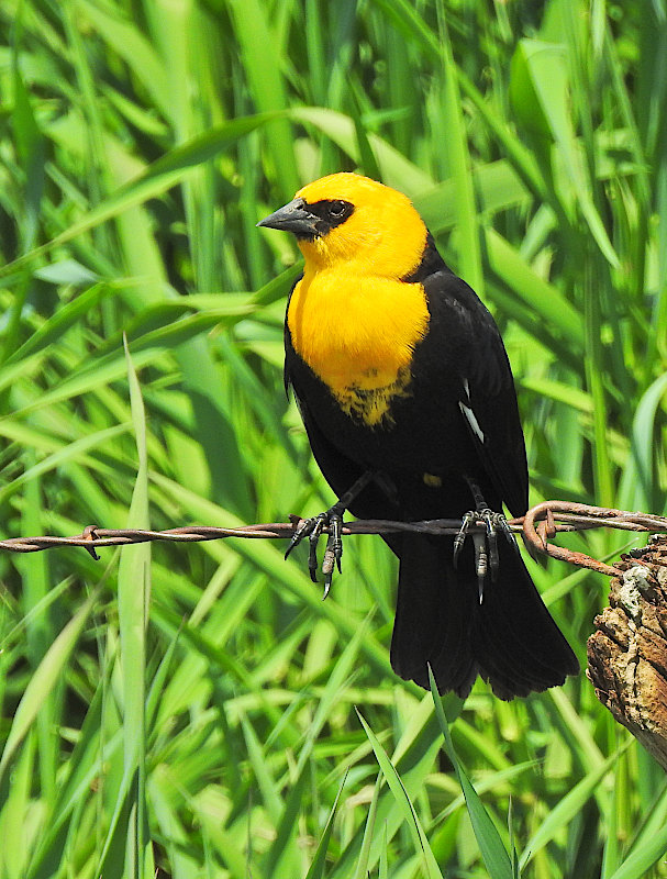 Yellow-headed Blackbird