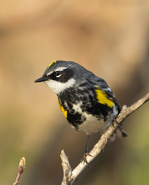 Yellow-rumped Warbler